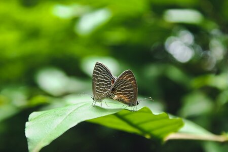 Day breeding photography photo