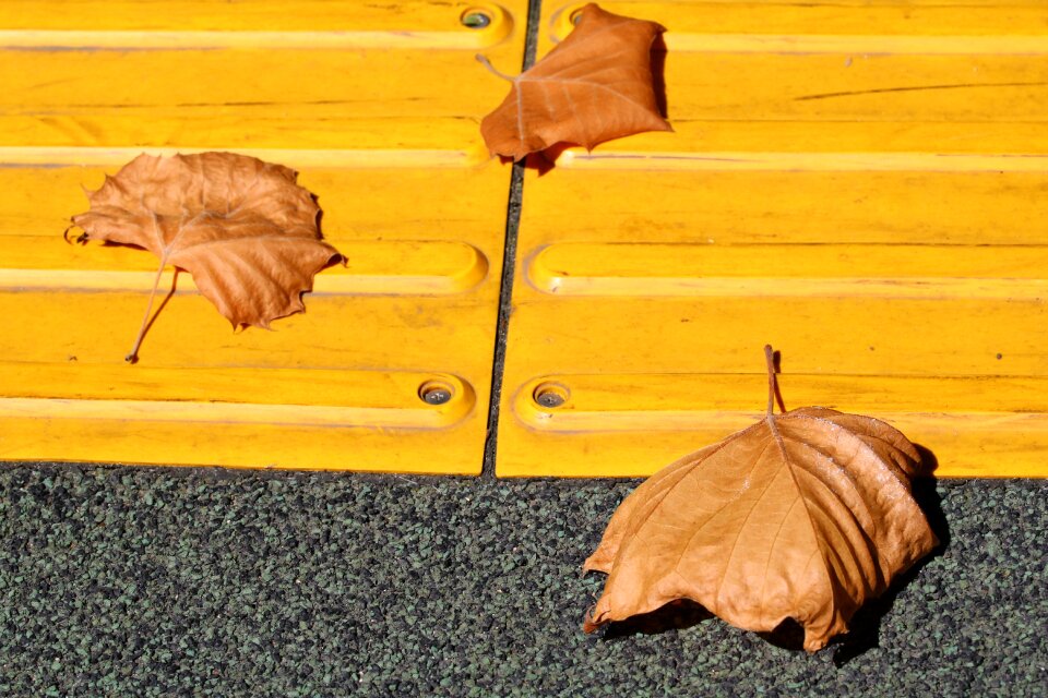 Nature autumn beautiful