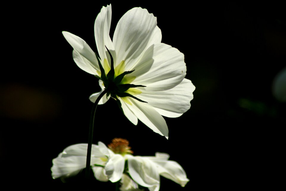 Blossom bloom nature