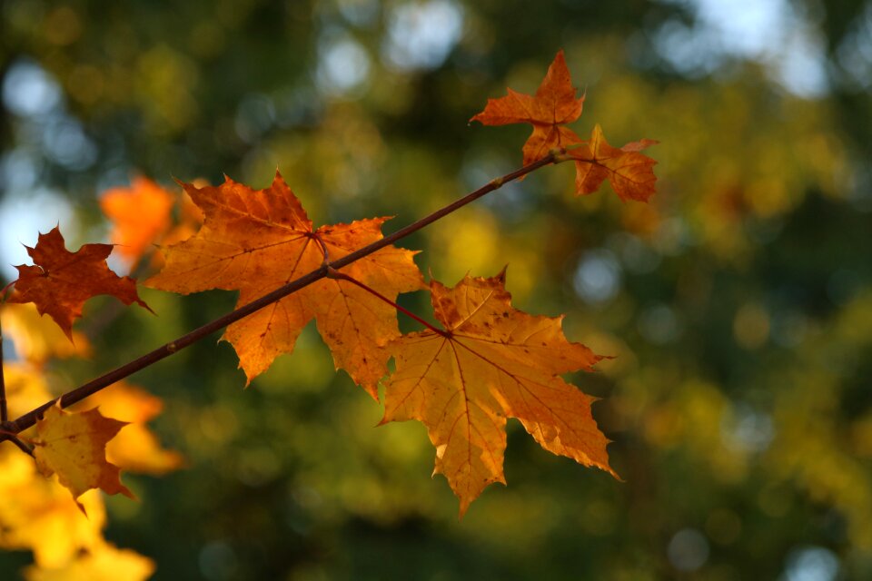 Nature branch bokeh