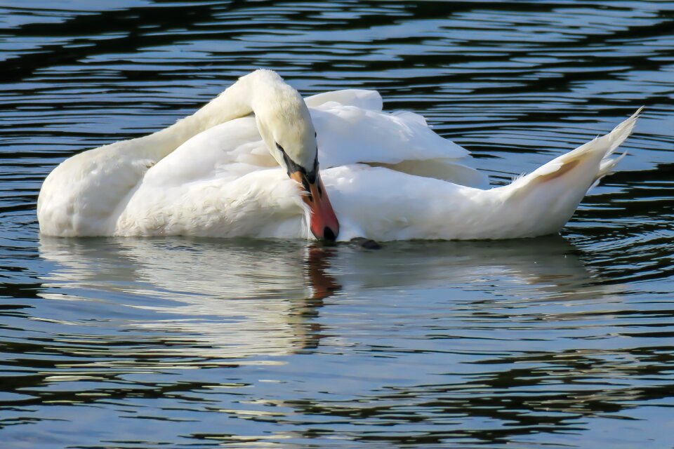 Lake water bird bird