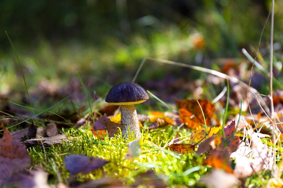 Moss foliage edible
