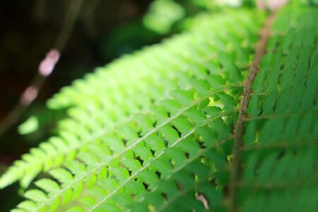 Foliage garden wet