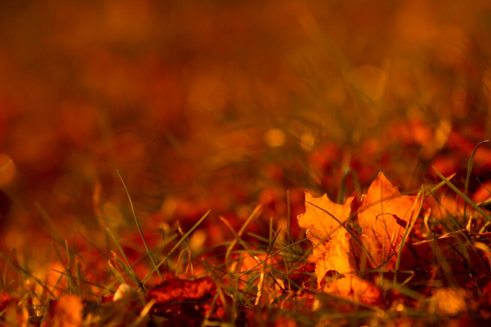 Autumn season color