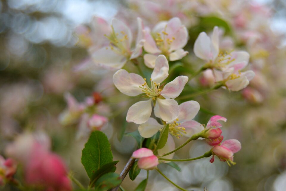 Apple blossom tree pink nature