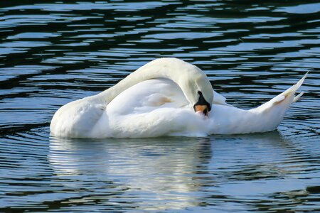 Lake water bird bird photo