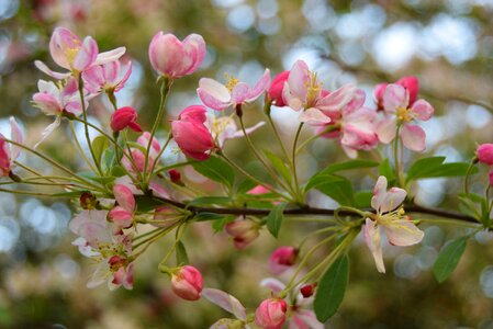 Apple blossom tree branch petal photo