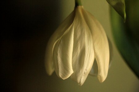 Wilting flower flora