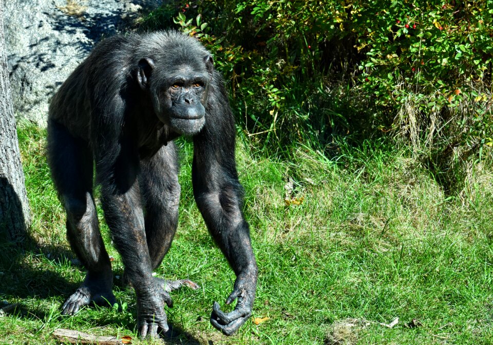 Animal ape mammal
