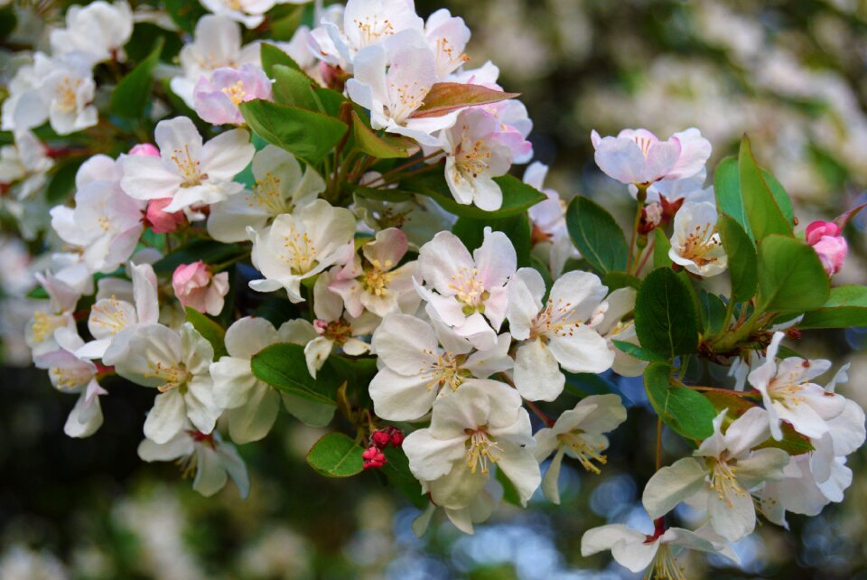 Apple blossom tree floral petal