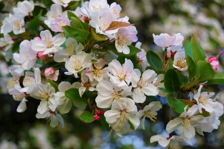 Apple blossom tree floral petal photo
