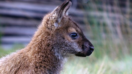 Wallaby national park wild photo