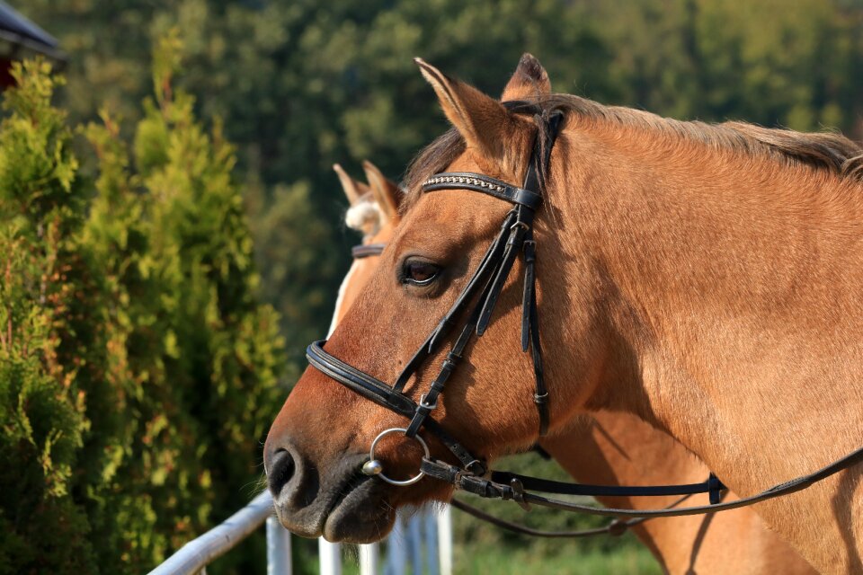 Animal bridle horse riding