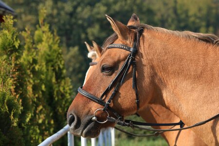 Animal bridle horse riding photo