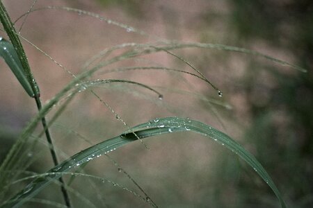Wet rainy droplets photo