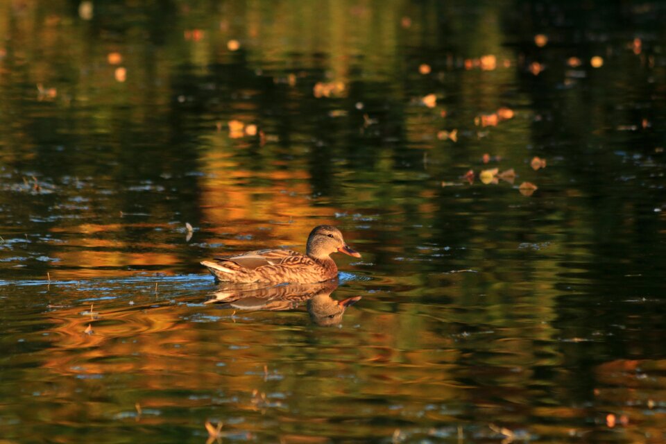 Nature autumn animal