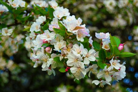 Apple blossom tree floral garden