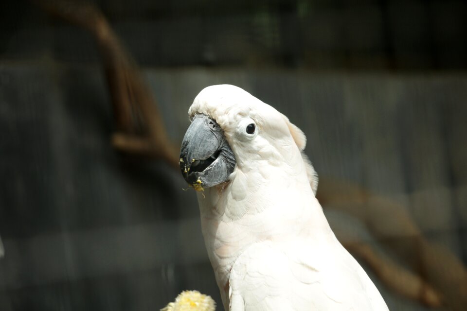 Nature animal white
