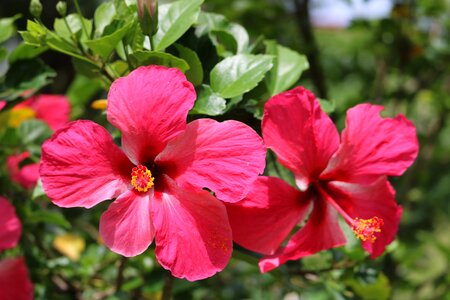Tropical red hibiscus photo