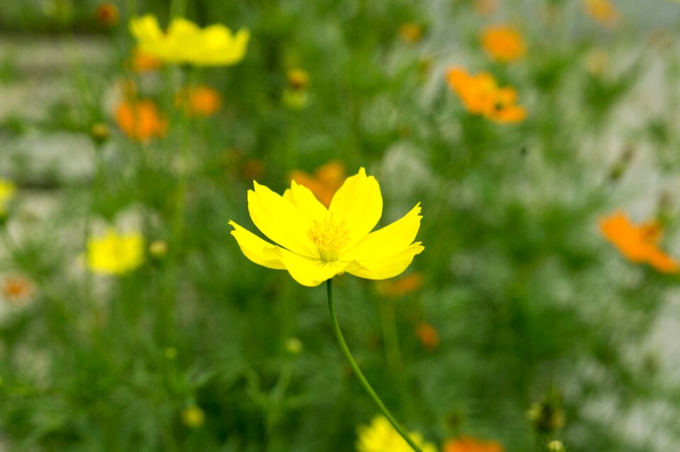 Natural yellow flowers united soi clones