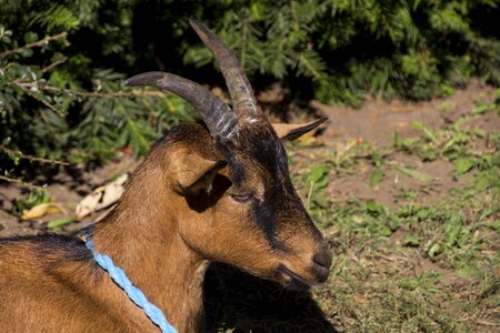 Goat horns animal photo