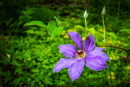 Purple spring vine