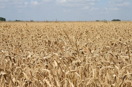 Field cereals grain