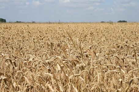 Field cereals grain photo