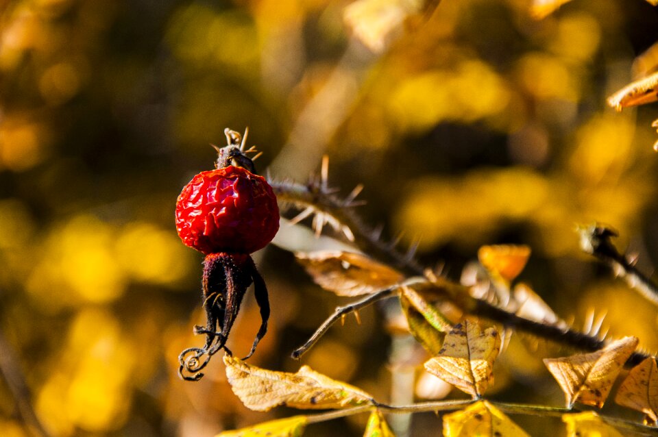 Spacer autumn season