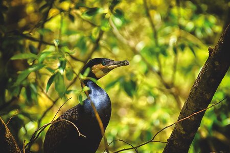 Water bird animal world feather