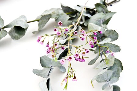 Leaf greenery spa