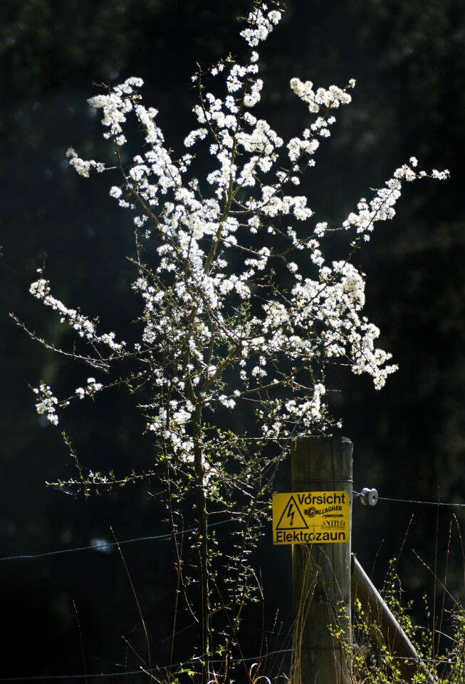 Fence electric fence meadow