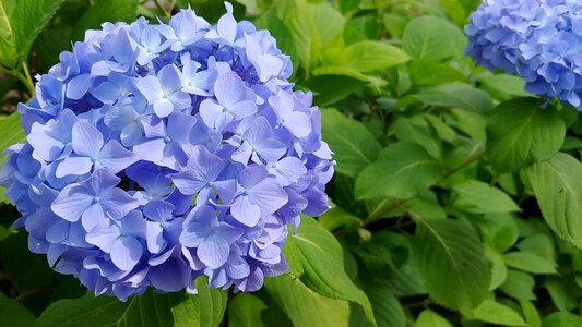Plants petal purple