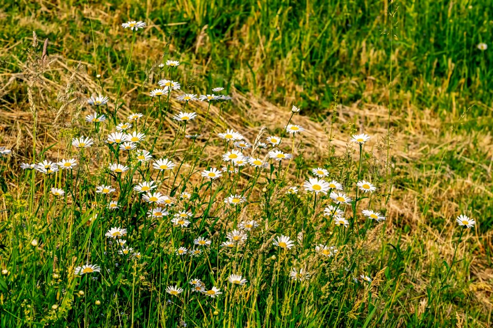 Nature flower meadow wild flowers