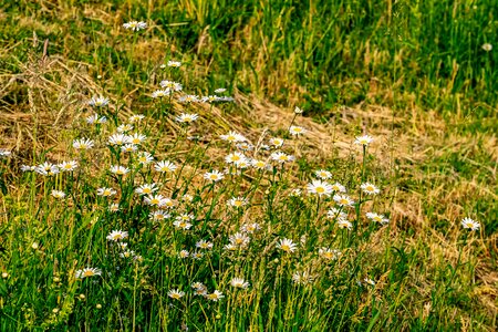 Nature flower meadow wild flowers photo