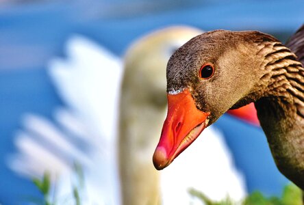 Poultry water bird plumage photo