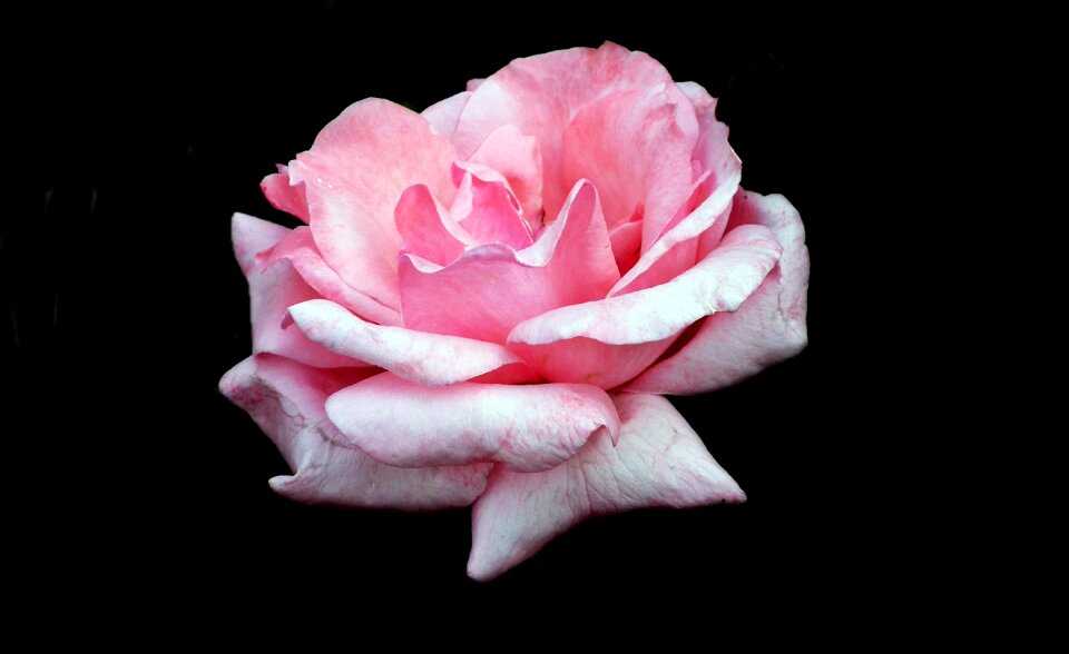 Rose petals nature black background