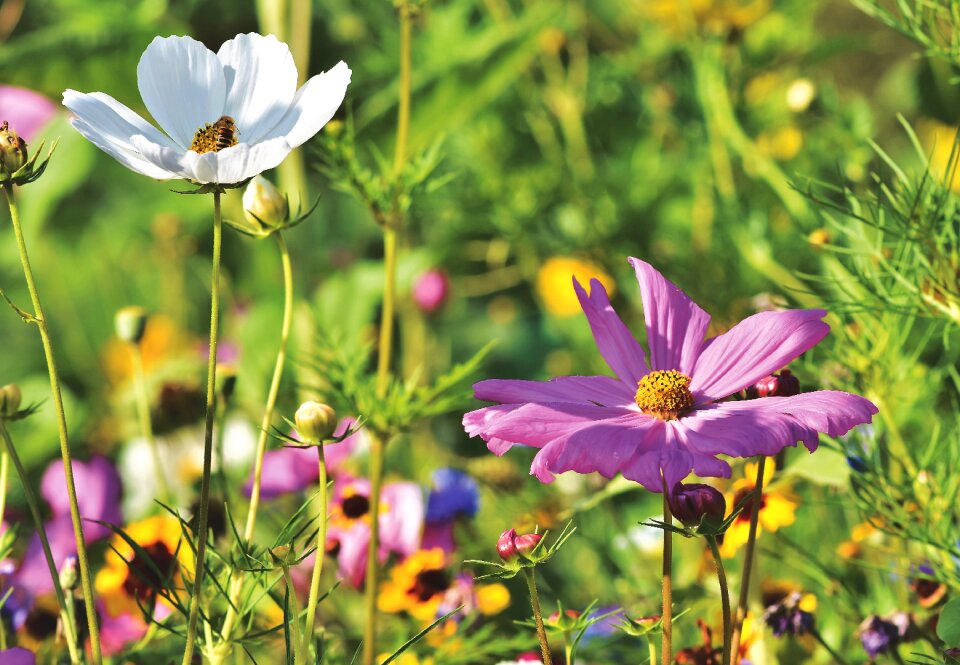 Meadow cosmos blossom