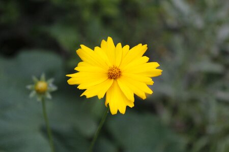 Yellow flower tabitha spring photo