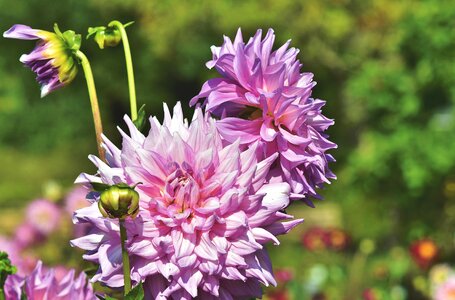 Bud dahlia garden garden plant