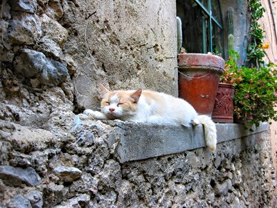Cat sleeps positano italy