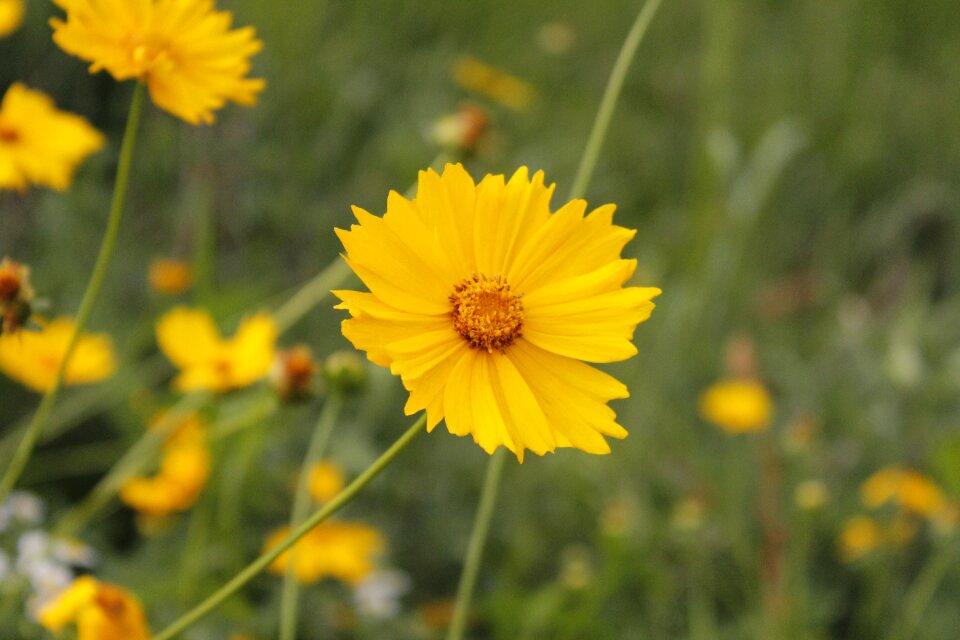 Chrysanthemum yellow wildflower