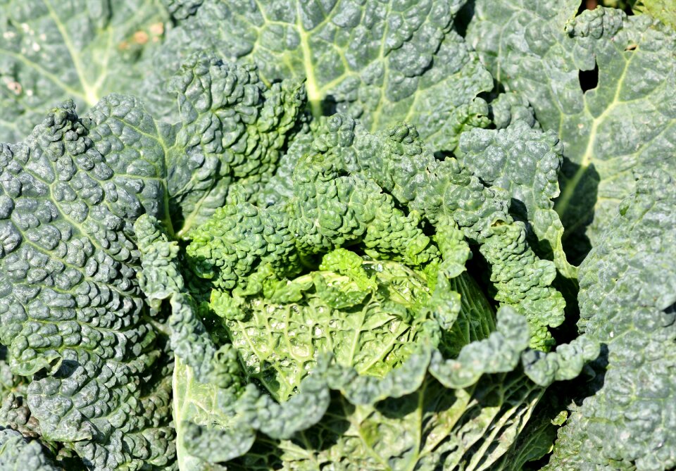 Vegetables healthy food