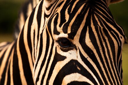 Zebra addo elephant park animals