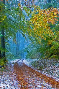 Wintry snowy snow load photo