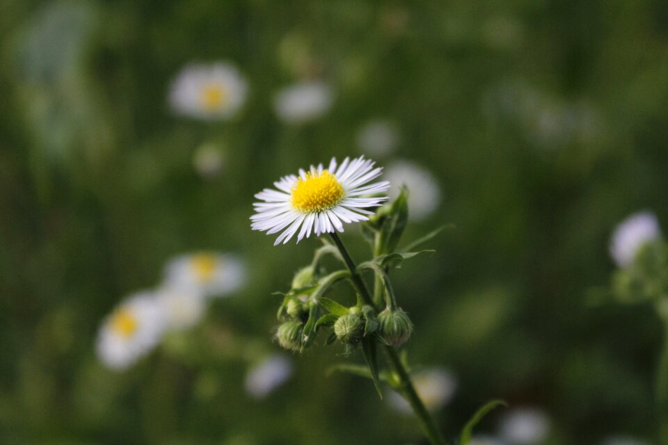 Herb desktop plants