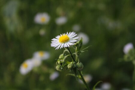Herb desktop plants