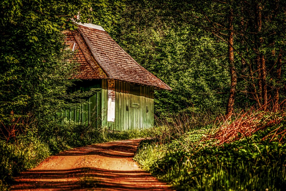 Log cabin nature forest lodge