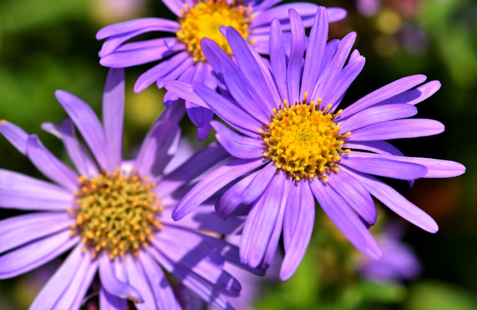 Violet blossom bloom