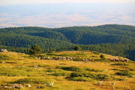 Mountain herd nature photo